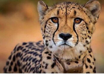 कुनो राष्ट्रीय उद्यानात आणखी एका चित्त्याचा मृत्यू ४ महिन्यात आठव्या चित्त्याचा मृत्यू