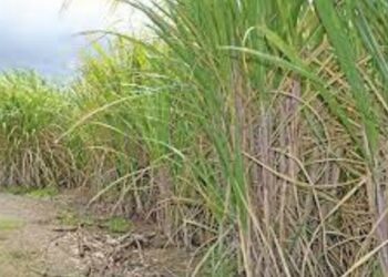 पावसाअभावी उसाचे उत्पन्न होणार कमी साखर कारखान्यांना उसासाठी करावी लागणार कसरत