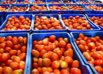 टोमॅटोला बाजारभाव मात्र पीकच उपलब्ध नाही