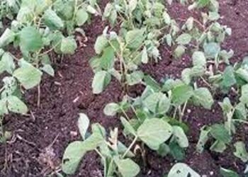 जिल्ह्यावर दुष्काळाचे सावट पिकांनी टाकल्या माना