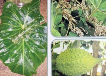 पौष्टिक, रुचकर रानभाज्यांना वाढती मागणी विविध आजारांवर उपयुक्त