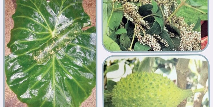 पौष्टिक, रुचकर रानभाज्यांना वाढती मागणी विविध आजारांवर उपयुक्त