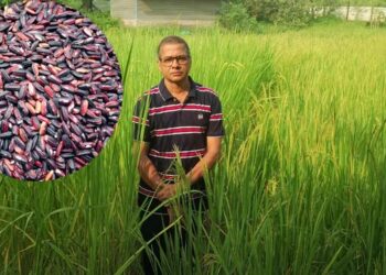 आरोग्यदायी ‘ब्लॅक राईस’चे गुळसुंदे येथे यशस्वी उत्पादन