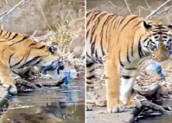 जेव्हा वाघानेच उचलले नदीतील प्लास्टिक!