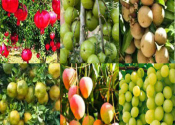 फळपिकांची प्रलंबित नुकसानभरपाई मिळणार !