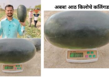 प्रतिकूल परिस्थितीवर मात करत ३.५ एकर क्षेत्रात शेतकऱ्याने घेतले कलिंगडचे विक्रमी उत्पादन