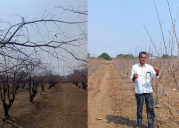 २० वर्षापासून जोपासलेली ४०० झाडांची फळबाग पाण्याअभावी होरपळली…