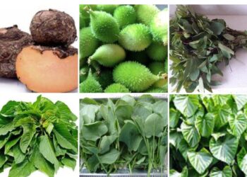 ‘आत्मा’ तर्फे गुरूवारी जिल्हा रानभाजी महोत्सव