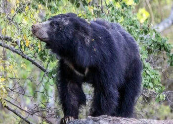 अकोला : अस्वलाचा शेतमजूरावर हल्ला