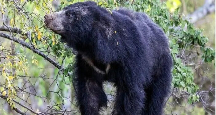 अकोला : अस्वलाचा शेतमजूरावर हल्ला