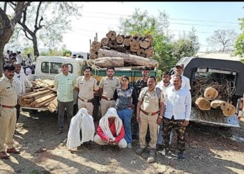 आलेगाव येथे वनविभागचि धडक कारवाईत लाखोचे सागवान जप्त