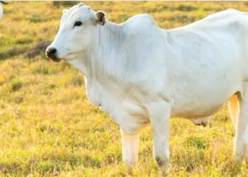 अबब…! भारतीय जातीच्या गायीची ४० कोटी रुपयांना विक्री जगभरात का आहे मागणी ?