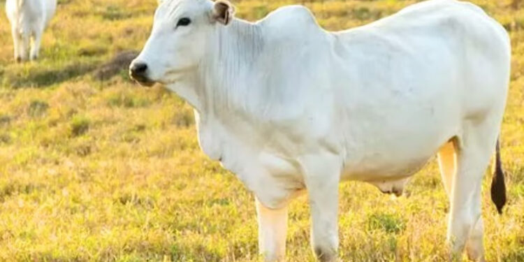 अबब…! भारतीय जातीच्या गायीची ४० कोटी रुपयांना विक्री जगभरात का आहे मागणी ?