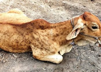 जिल्ह्यात जनावरांमध्ये लम्पी रोगाचा प्रादुर्भावामुळे ,आदेश लागू