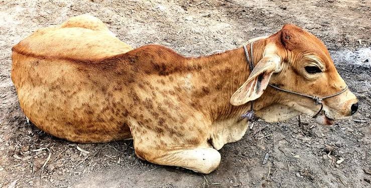 जिल्ह्यात जनावरांमध्ये लम्पी रोगाचा प्रादुर्भावामुळे ,आदेश लागू